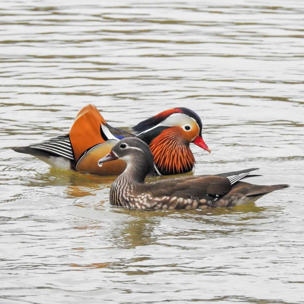 Mandarin Duck by Emma Whitton at Stover Country Park