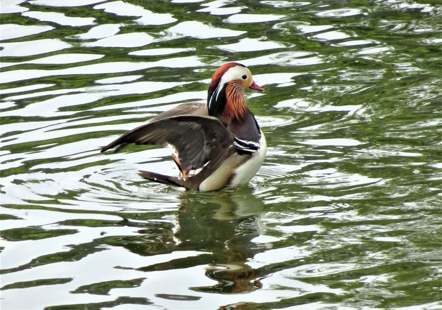 Mandarin Duck at Decoy park by Bradley Devon Birds