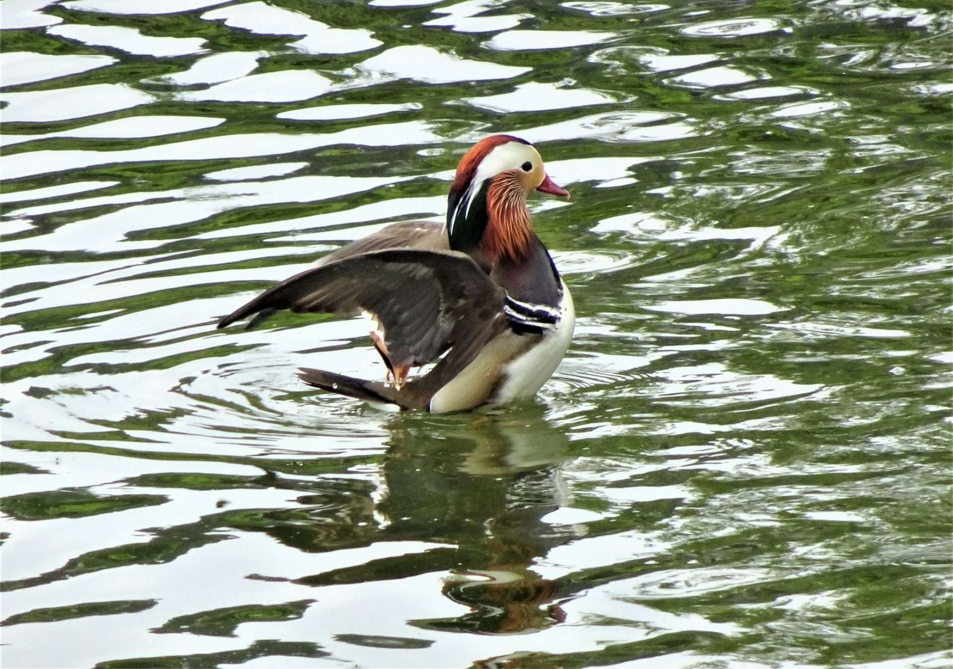 Mandarin Duck by Kenneth Bradley at Decoy park
