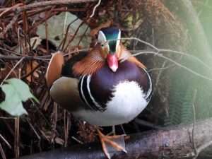Mandarin Duck at Stover by Kenneth Bradley on November 10 2022