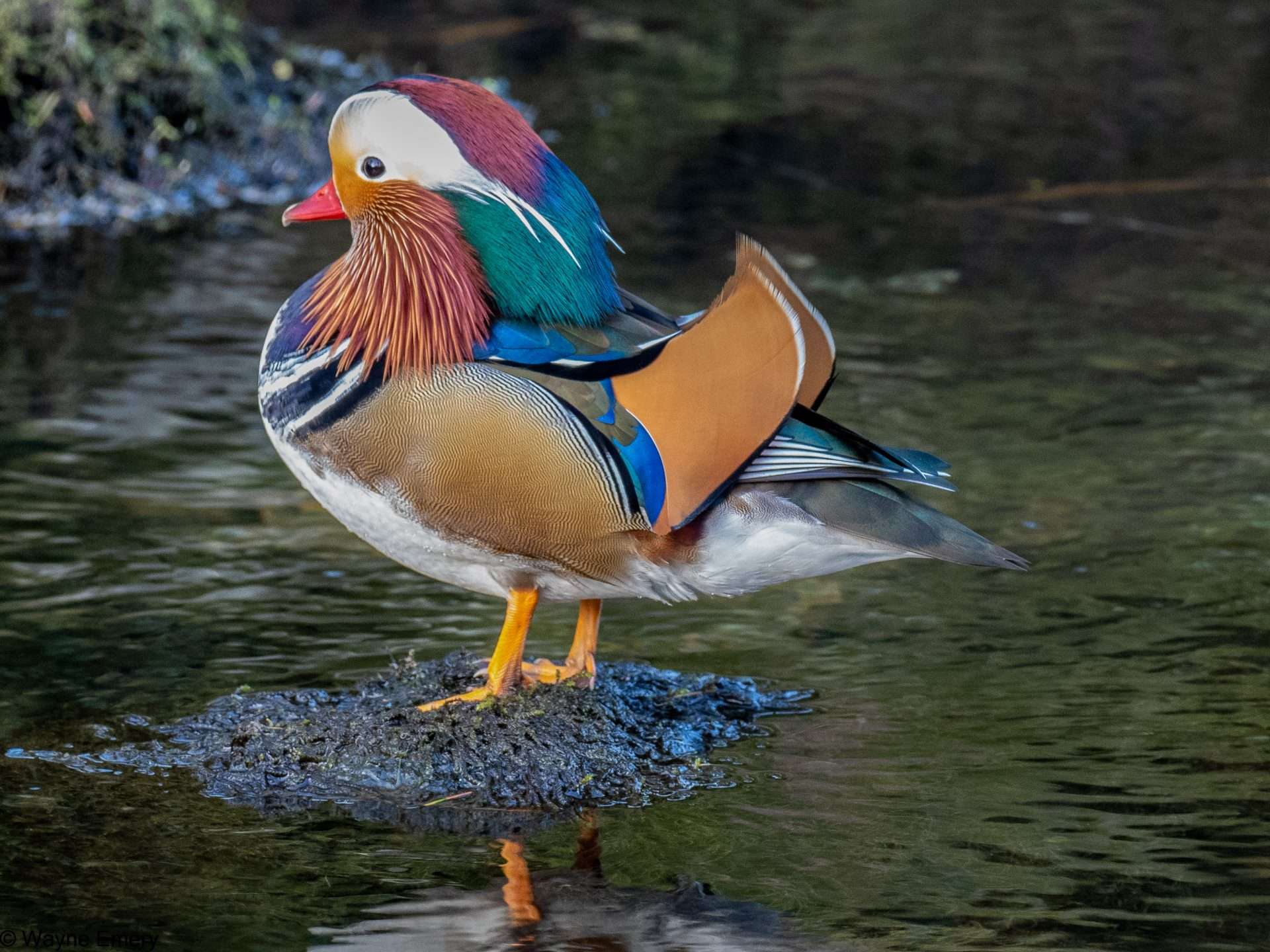 Mandarin Duck by Wayne Emery at Plym Bridge