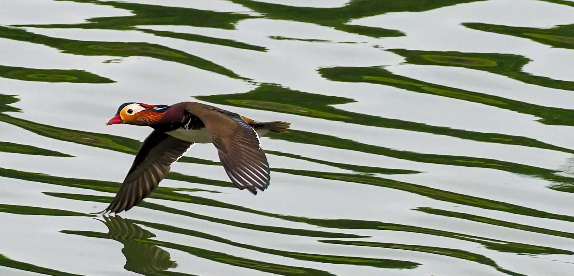 Mandarin Duck by Wayne Emery at Saltram