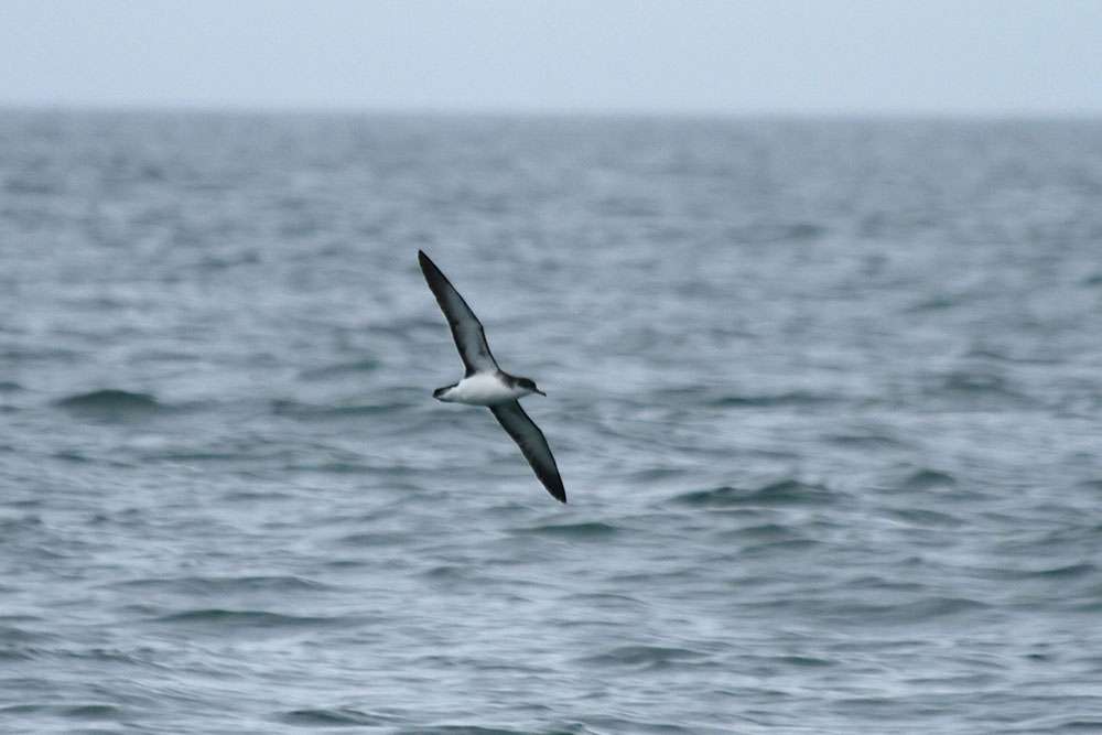 Manx Shearwater by Chris Proctor at Off Brixham