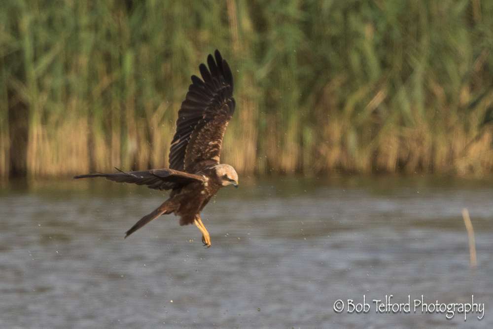 Marsh Harrier by Bob Telford at Bowling Green Marsh