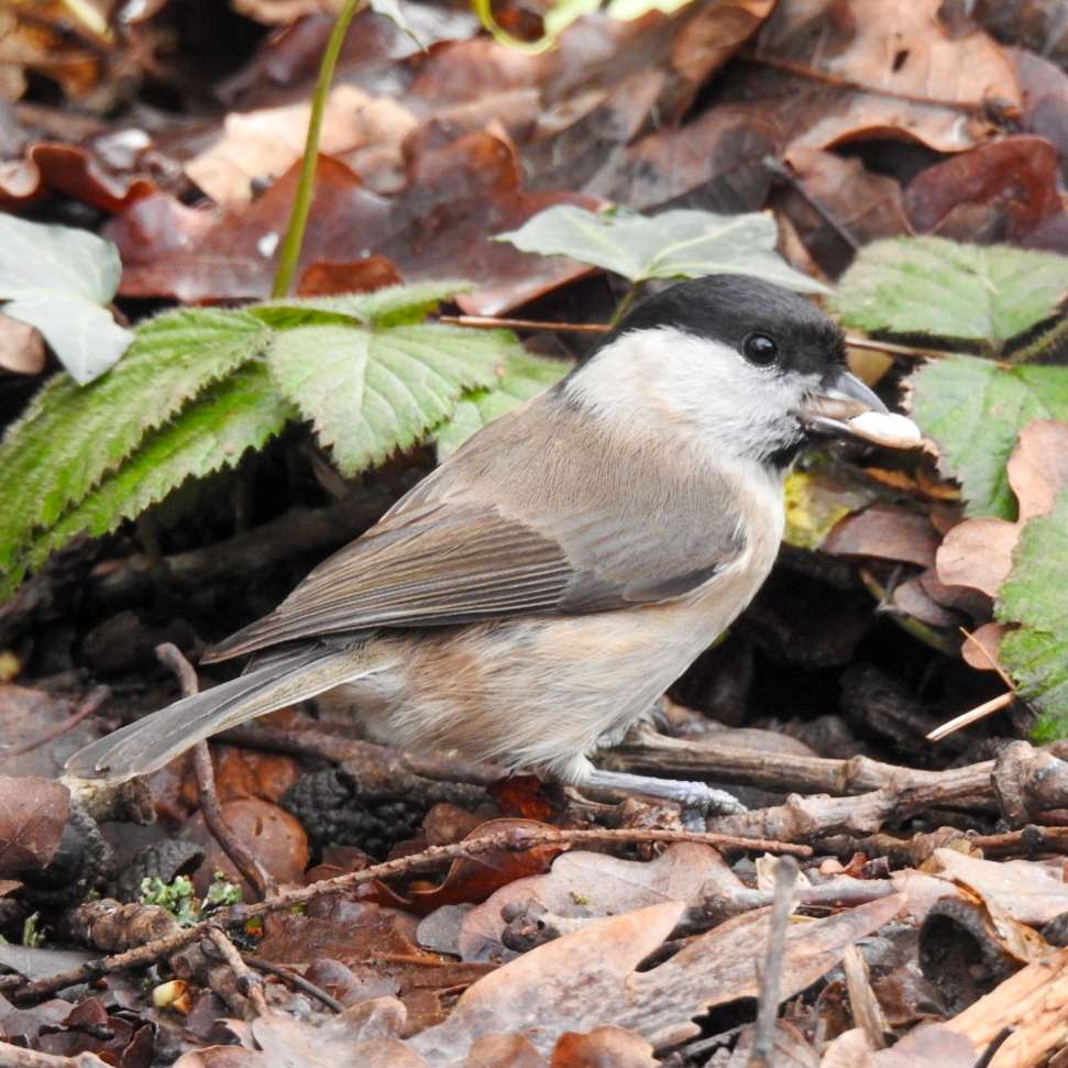 Marsh Tit by Emma Whitton at Ashclyst Forest