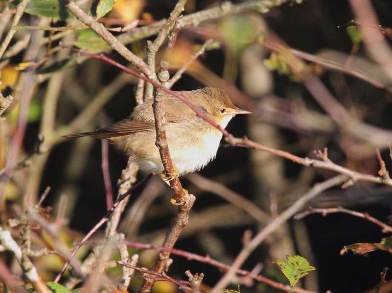 Marsh Warbler by Alan Doidge at Soar