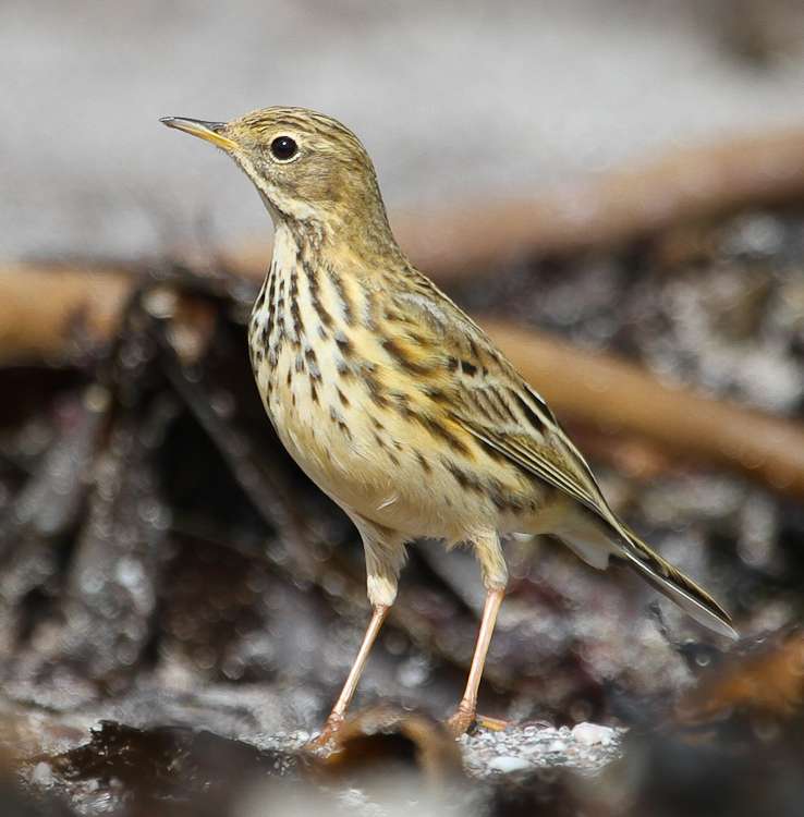 Meadow Pipit by Alan Livsey at Wembury point