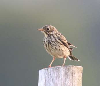 Meadow Pipit by Chris at Powder Mills Dartmoor