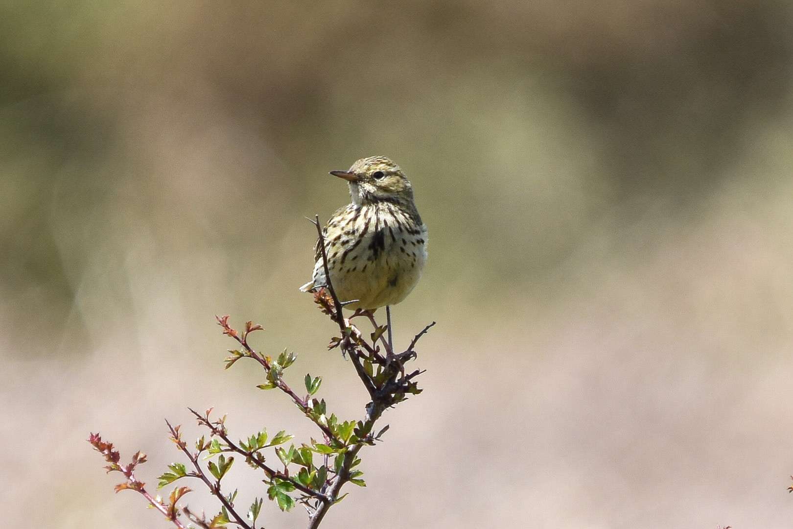 Meadow Pipit by Duncan Leitch at Clearbrook