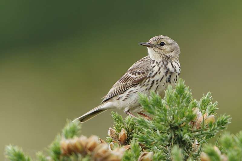 Meadow Pipit by Keith Mcginn at Haldon