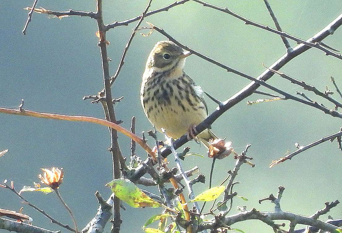 Meadow Pipit by Kenneth Bradley at Stover Park