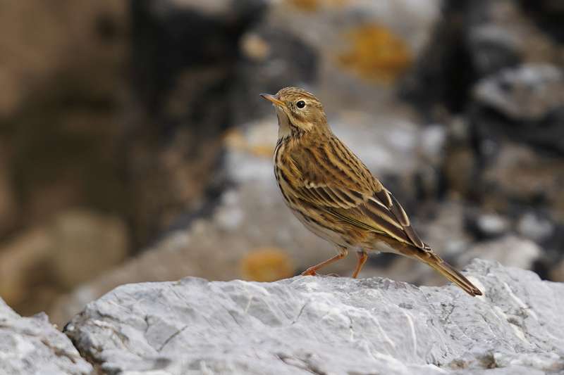 Meadow Pipit by Mr Keith McGinn at Hopes Nose