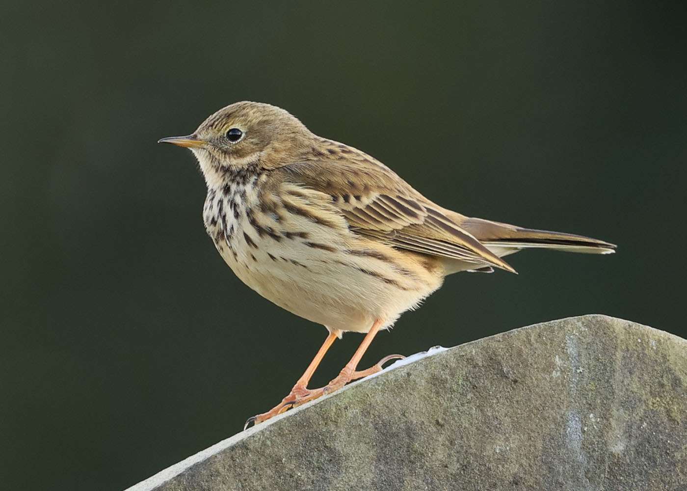 Meadow Pipit by Steve Hopper at Ford Park