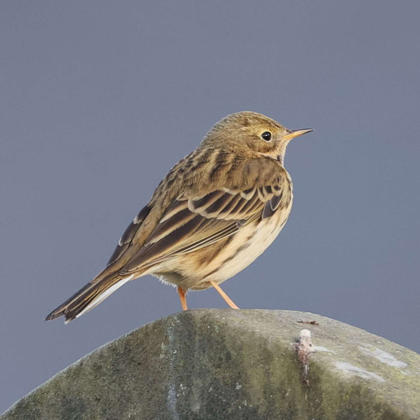 Meadow Pipit by Steve Hopper at Ford Park