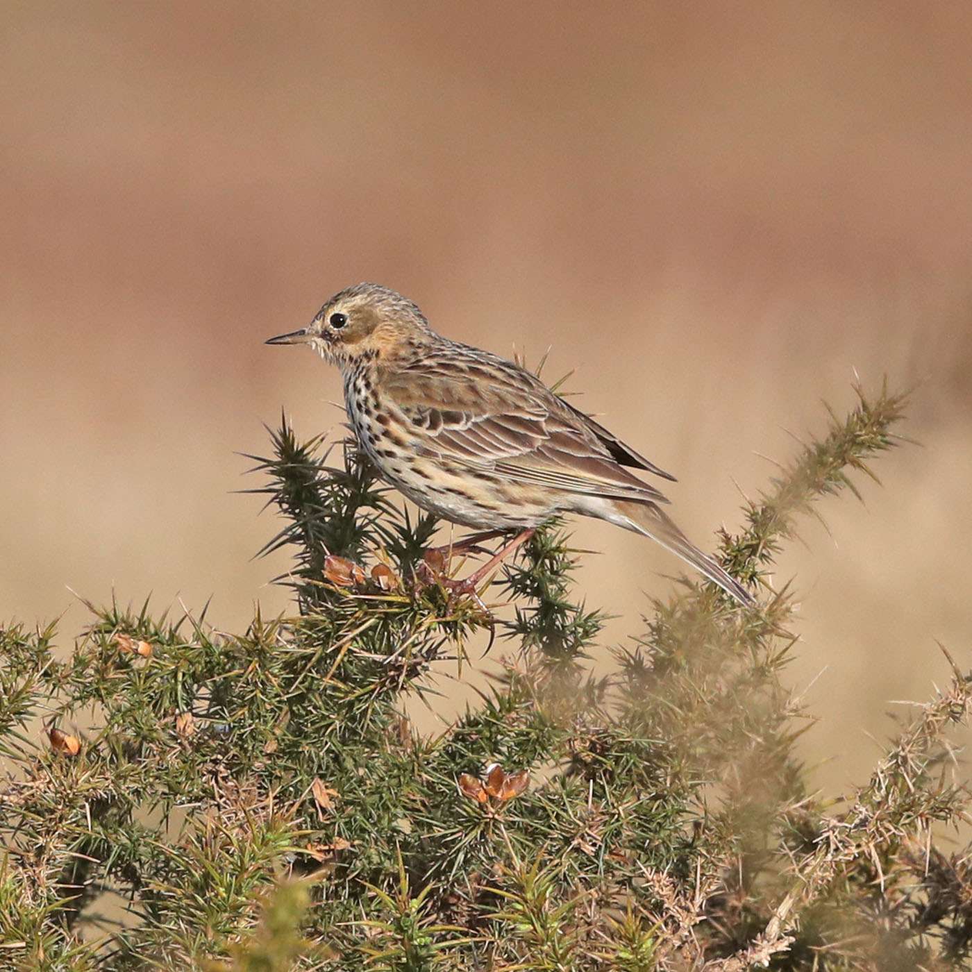 Meadow Pipit by Steve Hopper at South Brent