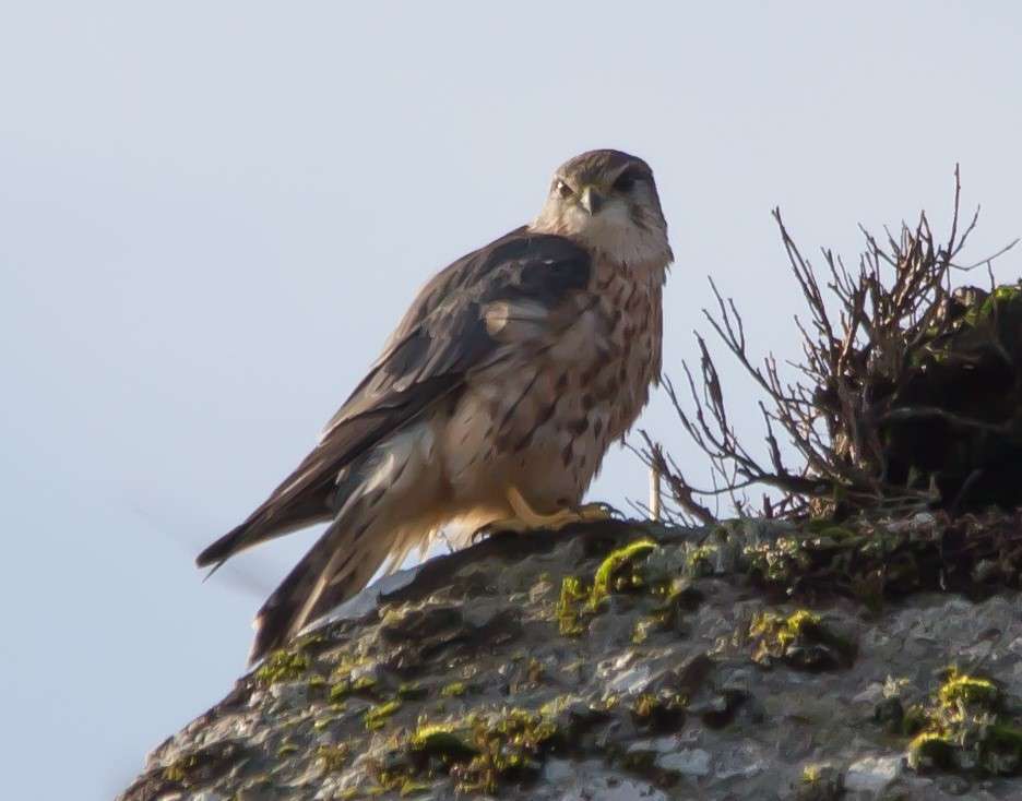 Merlin by Dave Pakes at Corndon