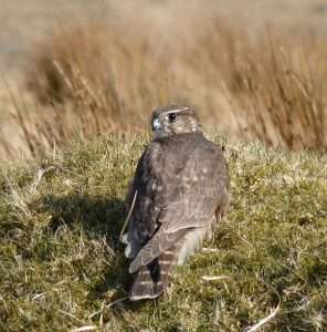 Merlin at Princetown by Steve Waite on February 22 2013