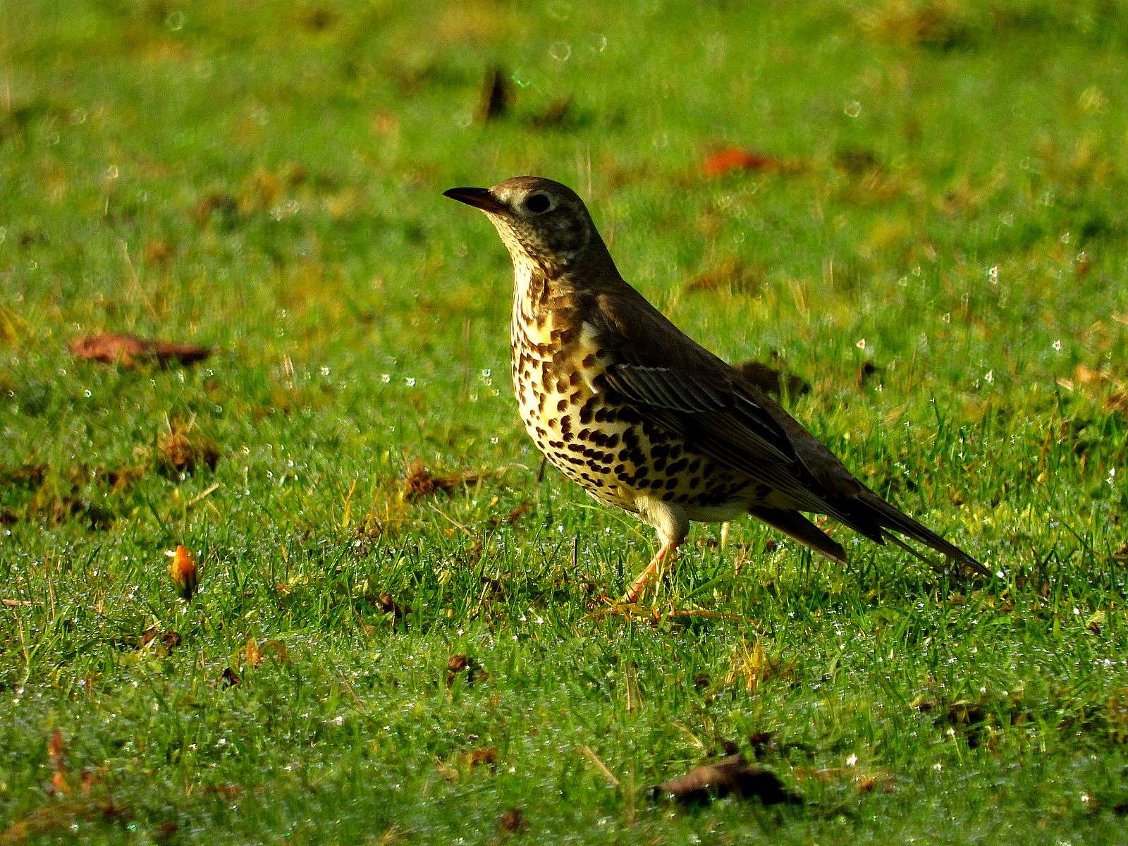 Mistle Thrush by Kenneth Bradley at Parke NT