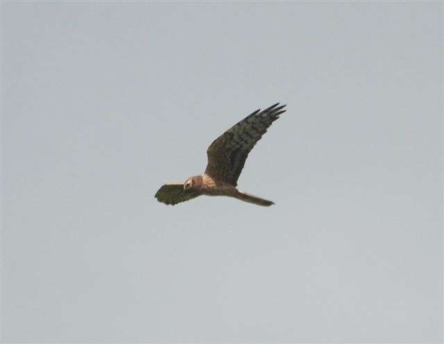 Montagu's Harrier by Pat Mayer at Prawle