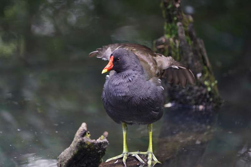 Moorhen by Keith McGinn at Stover