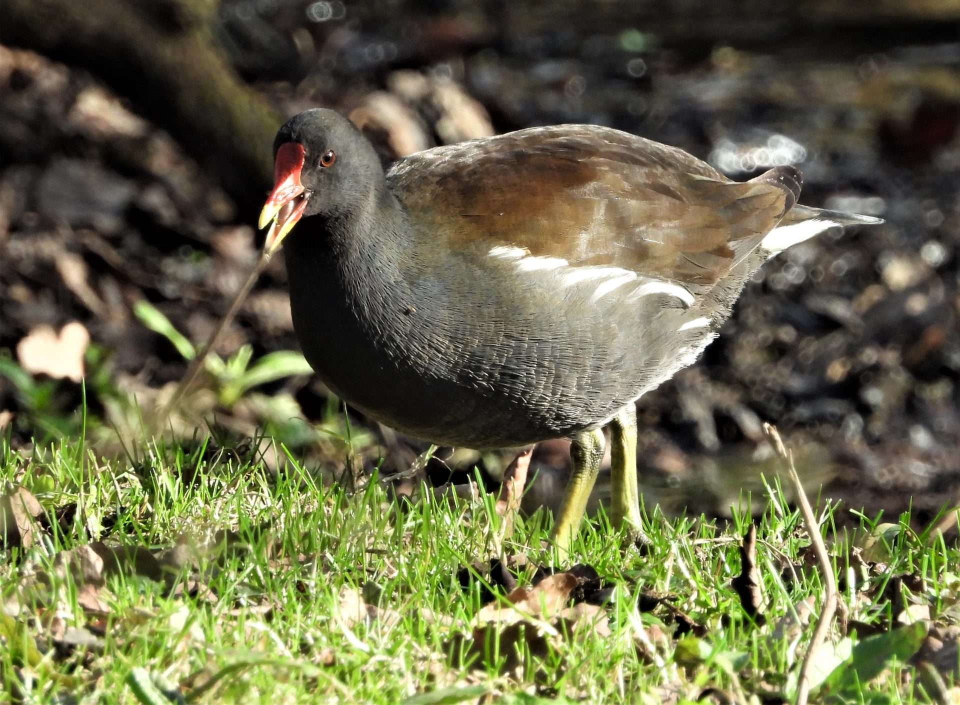 Moorhen by Kenneth Bradley at Dartington