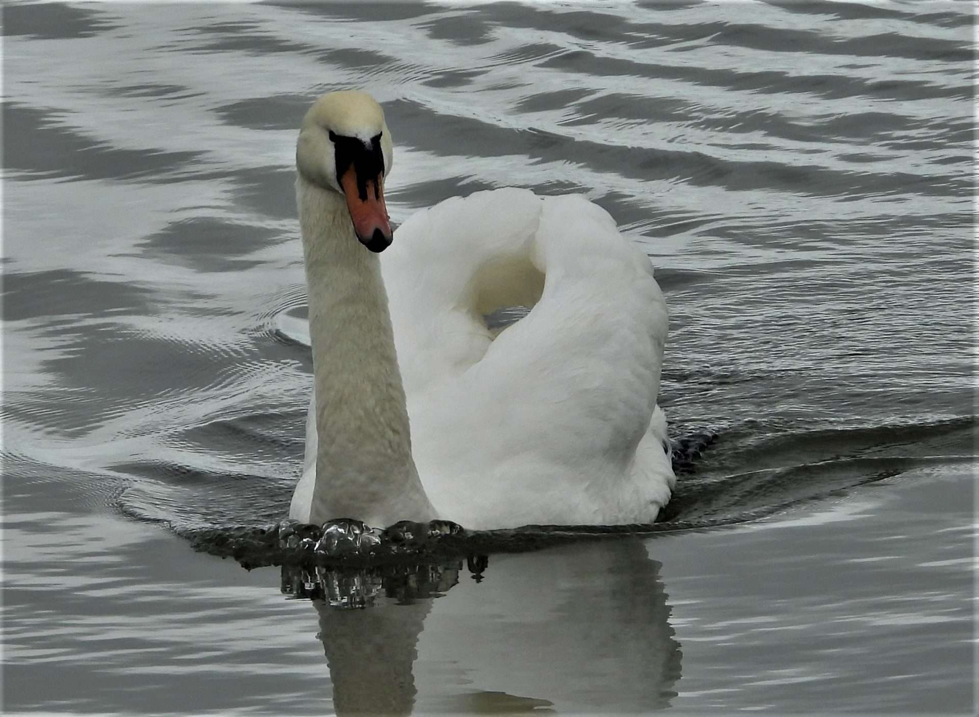 Mute Swan by Kenneth Bradley at Combe cellars