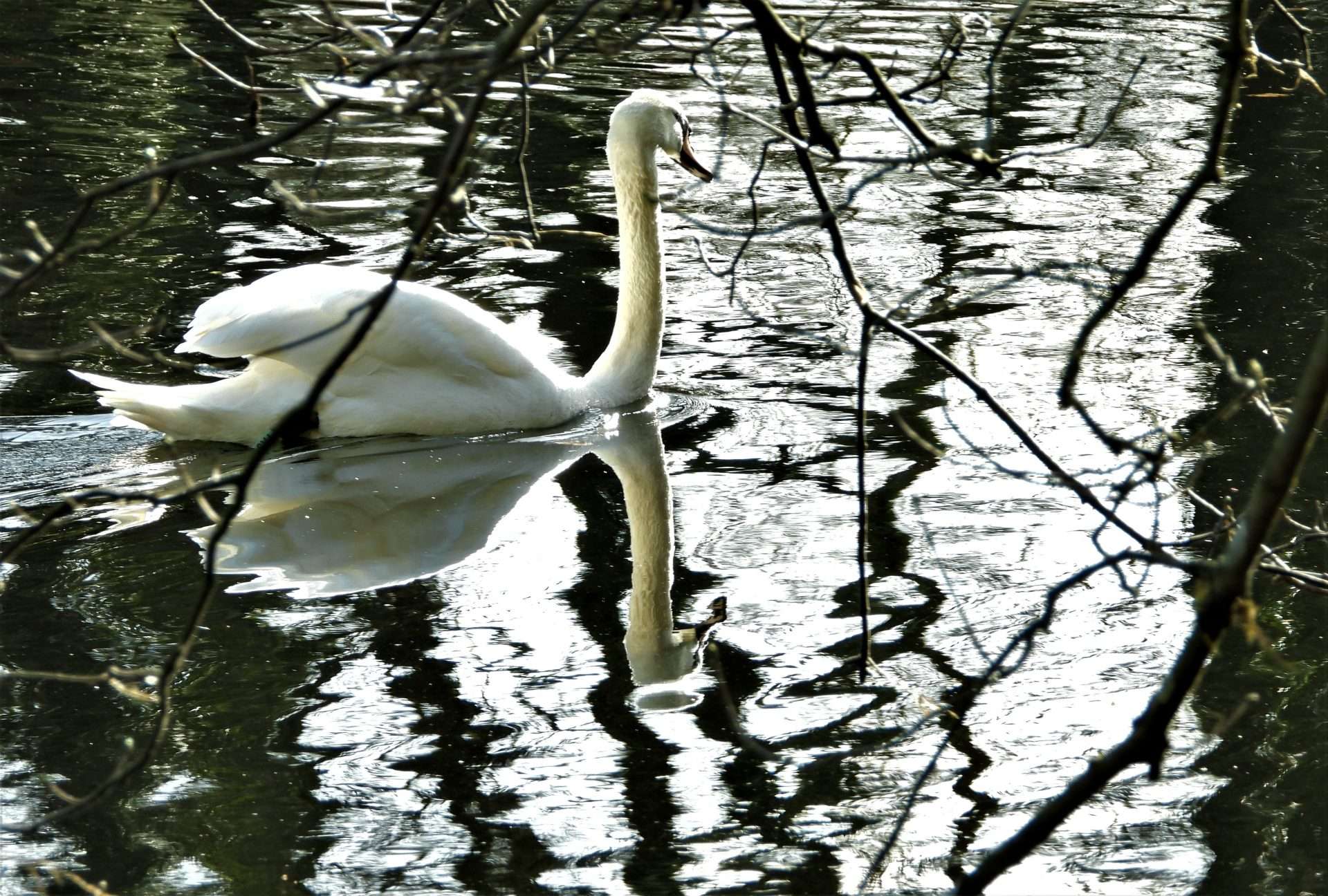 Mute Swan by Kenneth Bradley at Dartington