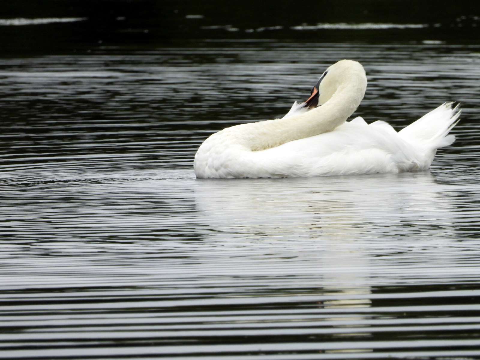 Mute Swan by Kenneth Bradley at Exminster Marshes RSPB