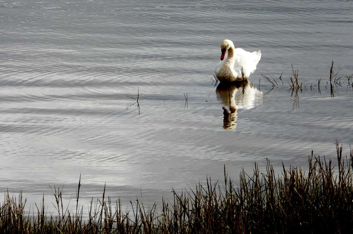 Mute Swan by Kenneth Bradley at Exminster marshes RSPB