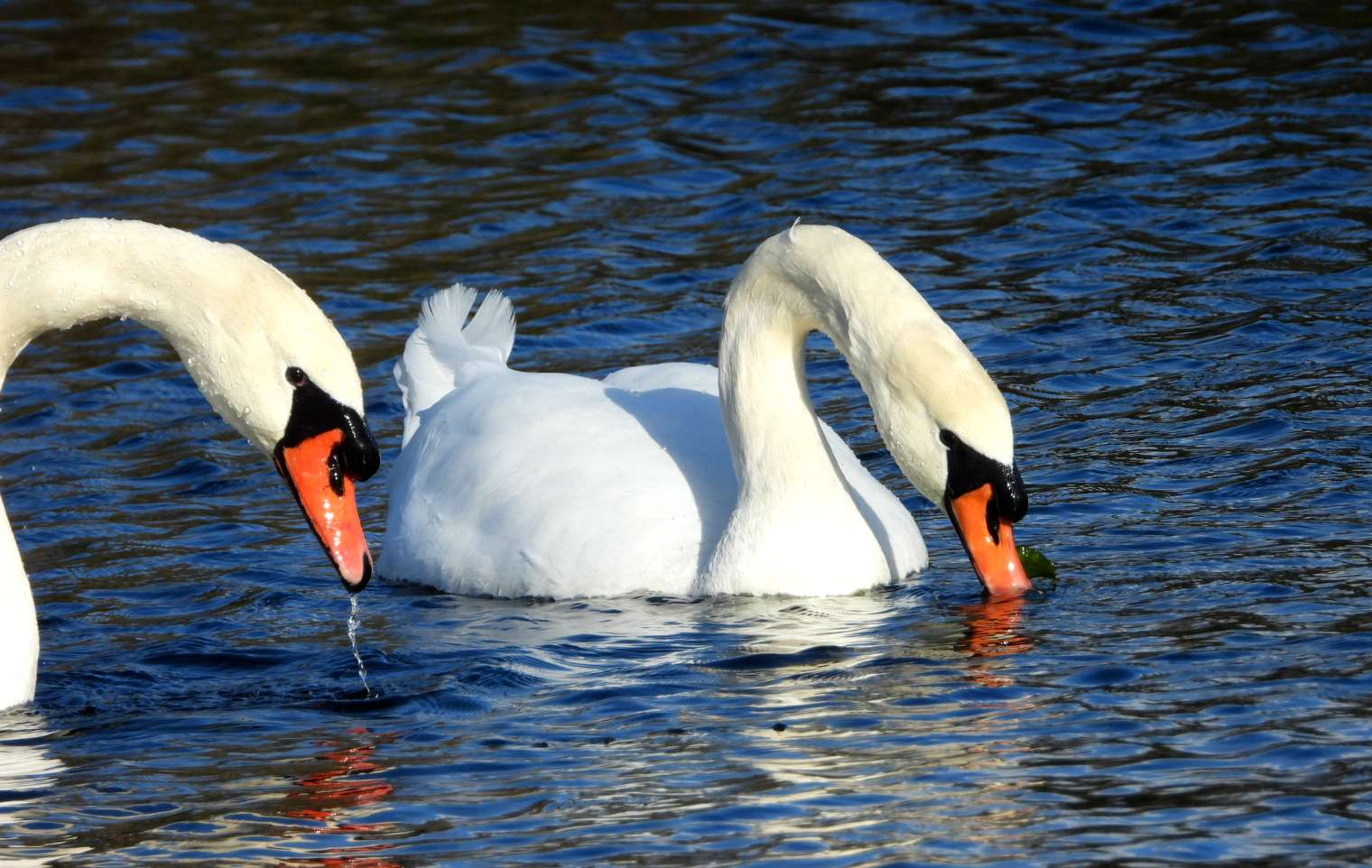 Mute Swan at Exminster marshes RSPB by Bradley Devon Birds