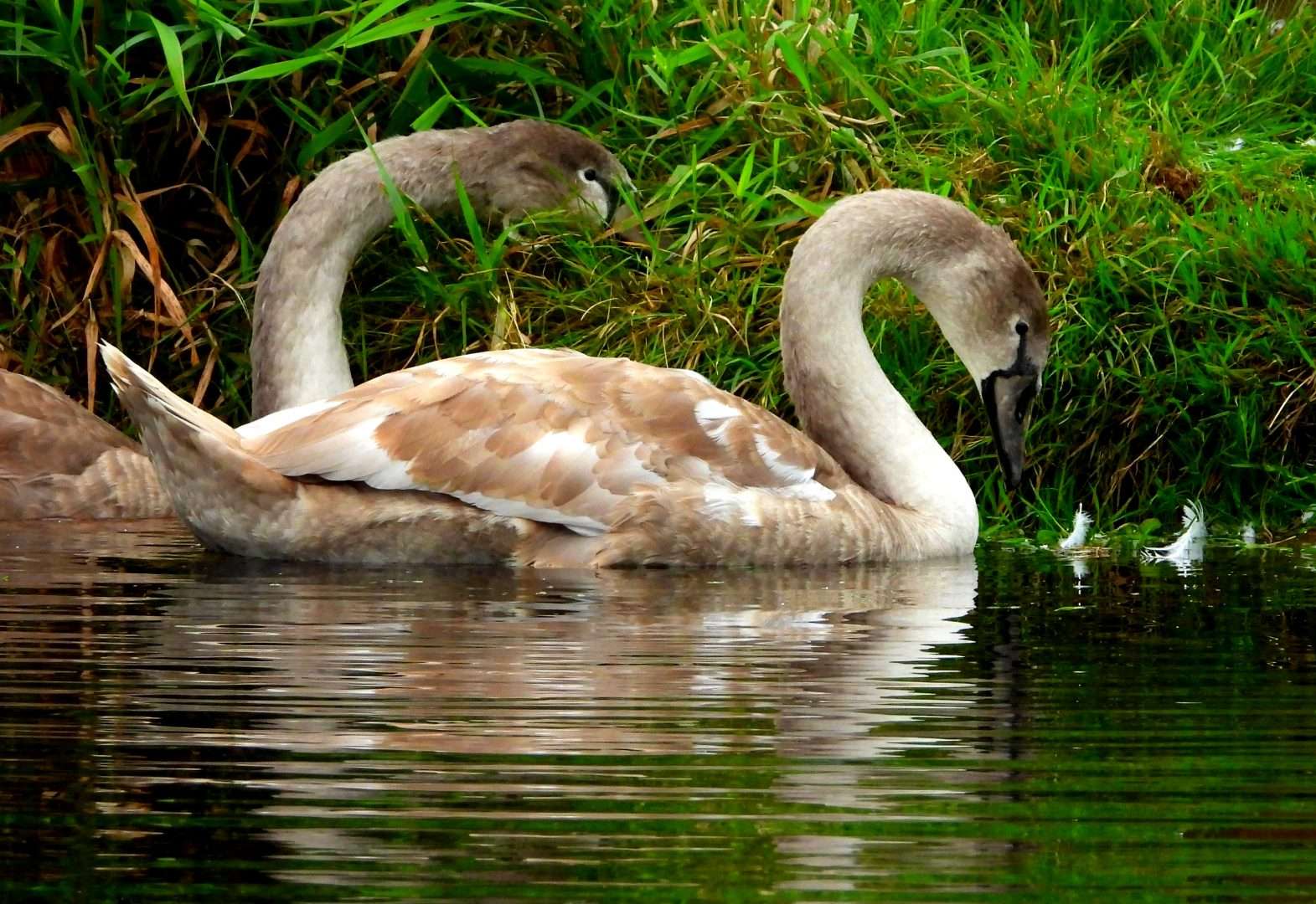 Mute Swan at Exminster marshes RSPB by Bradley Devon Birds