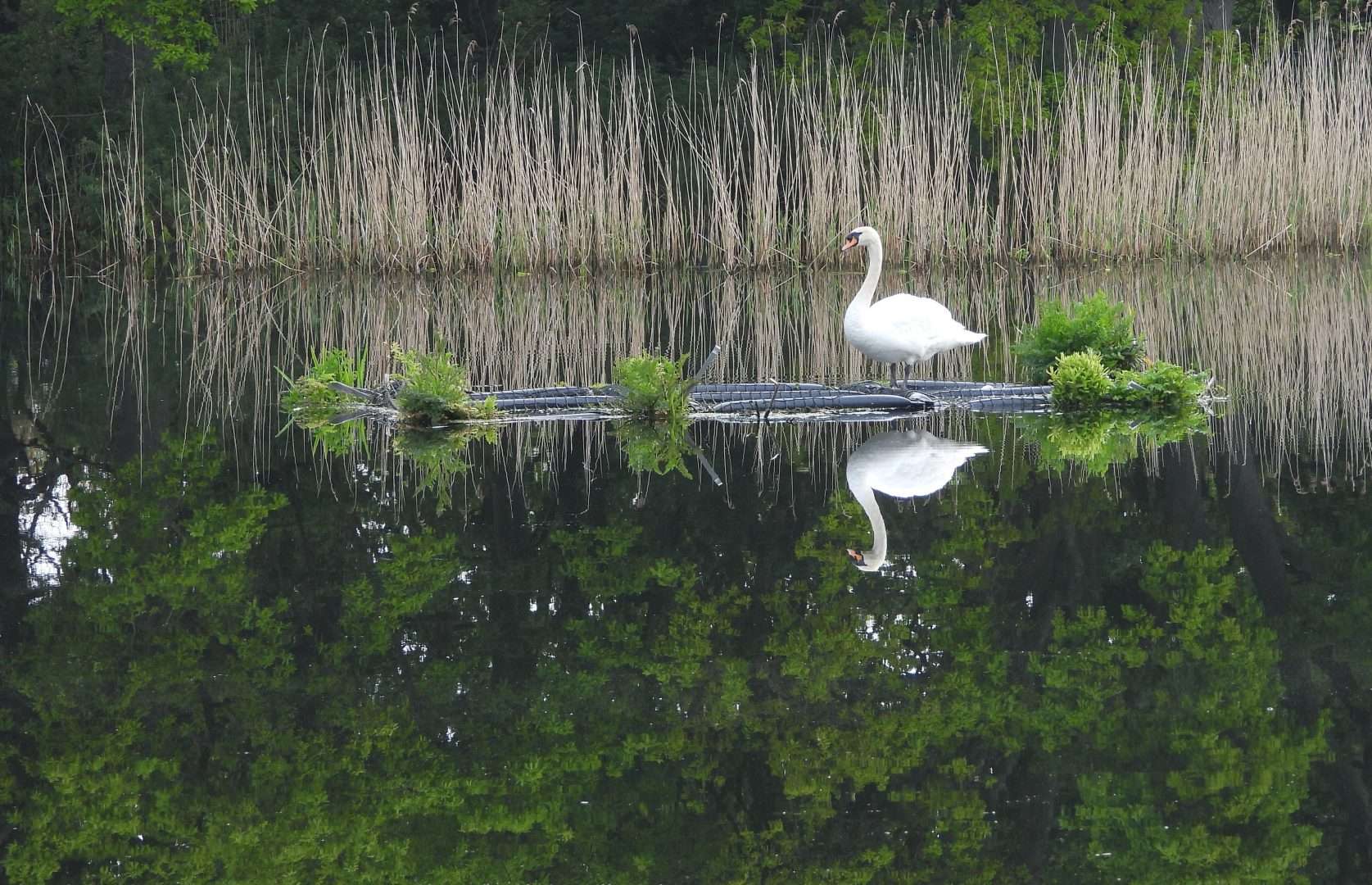 Mute Swan at Exminster marshes RSPB by Bradley Devon Birds