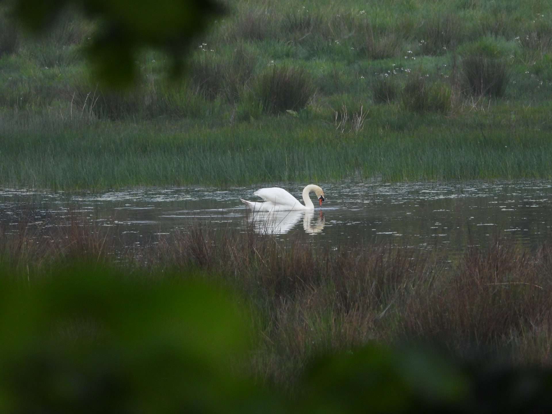 Mute Swan by Kenneth Bradley at Exminster marshes RSPB