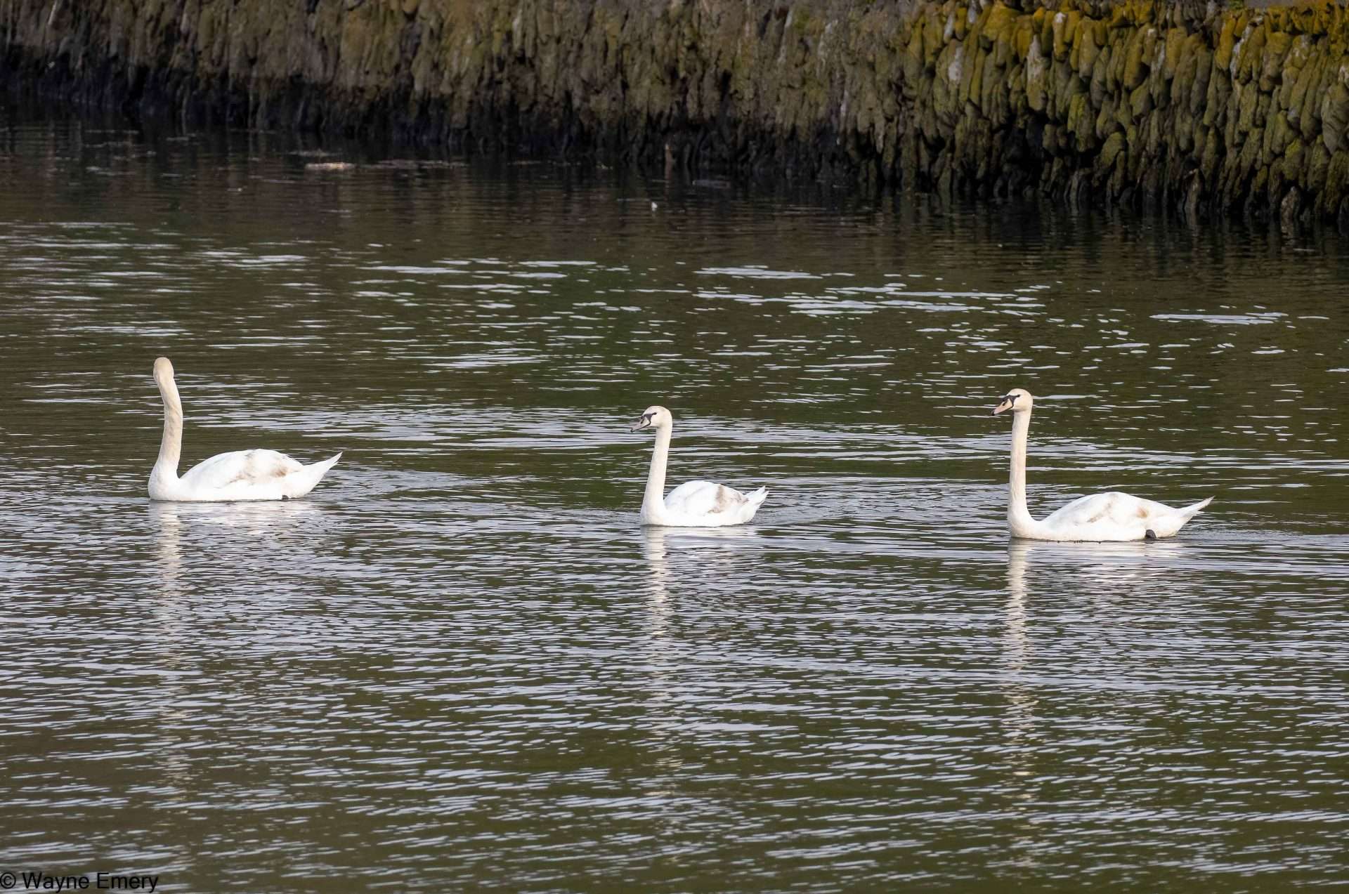 Mute Swan by Wayne Emery at River Plym