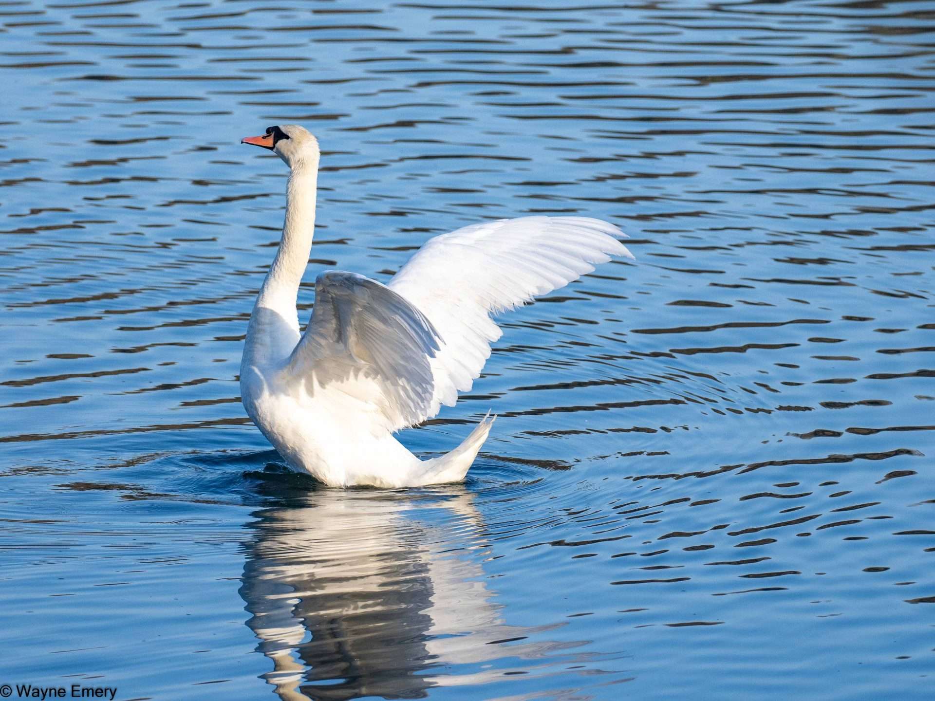 Mute Swan by Wayne Emery at River Plym