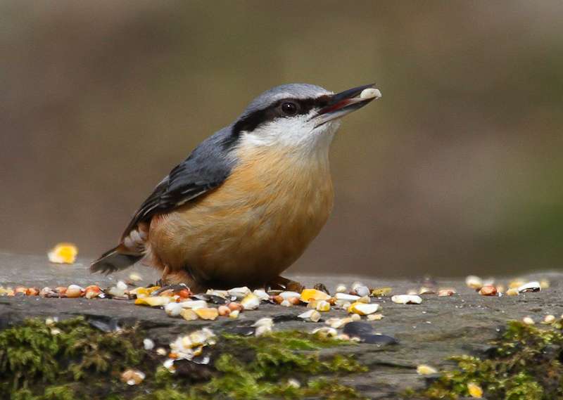 Nuthatch by Alan Livsey at Plymbridge Woods