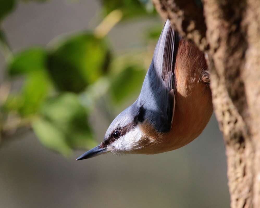 Nuthatch by Dave Paterson at Loxhore