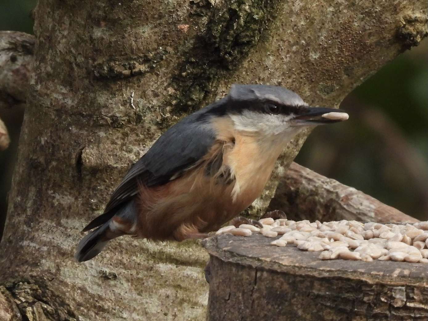 Nuthatch by Elizabeth Mulgrew at garden in Ivybridge