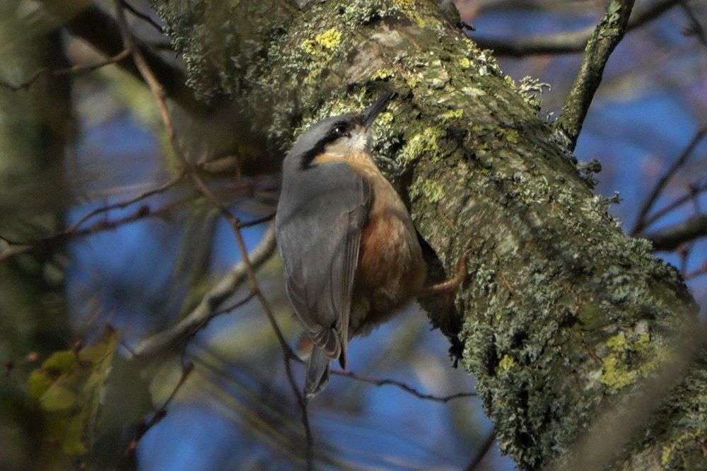 Nuthatch at Escot Park by John Reeves - Devon Birds