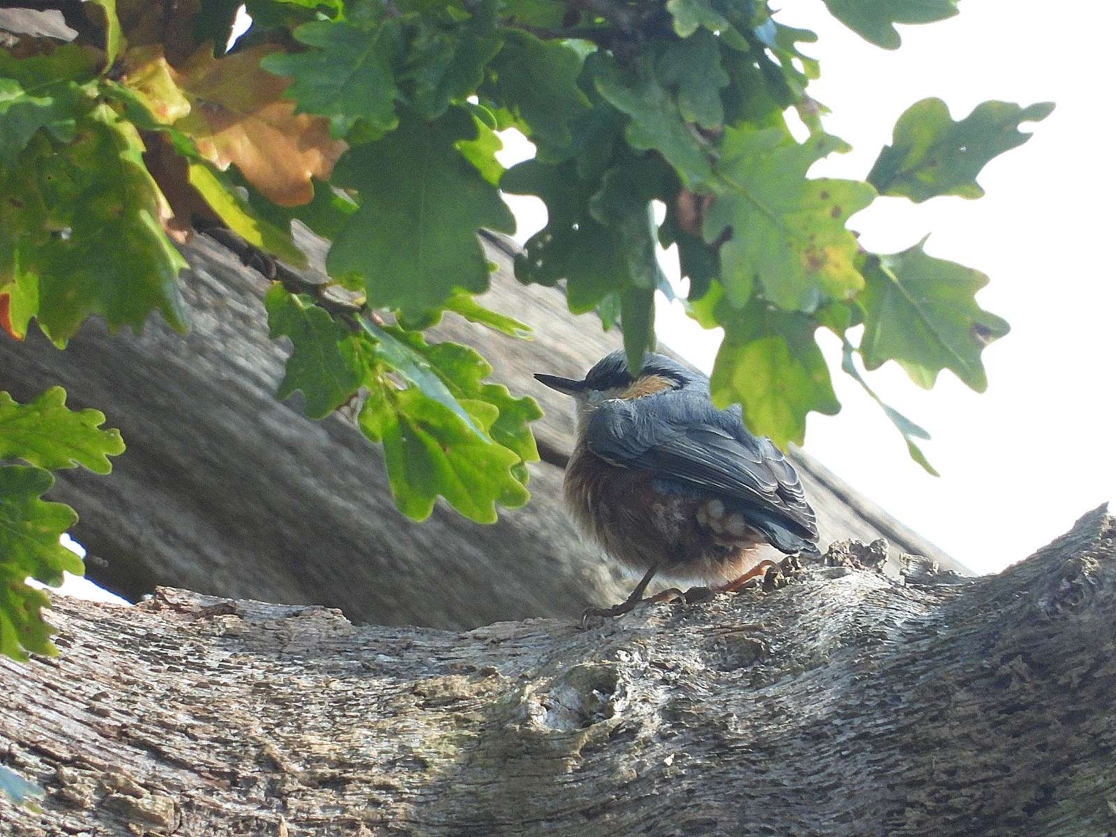 Nuthatch by Kenneth Bradley at Stover Park