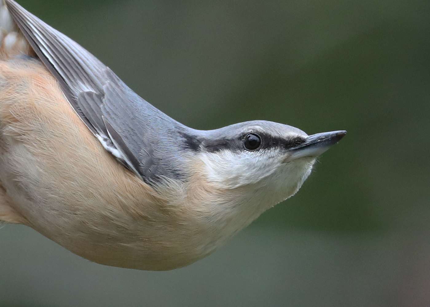 Nuthatch by Steve Hopper at South Brent