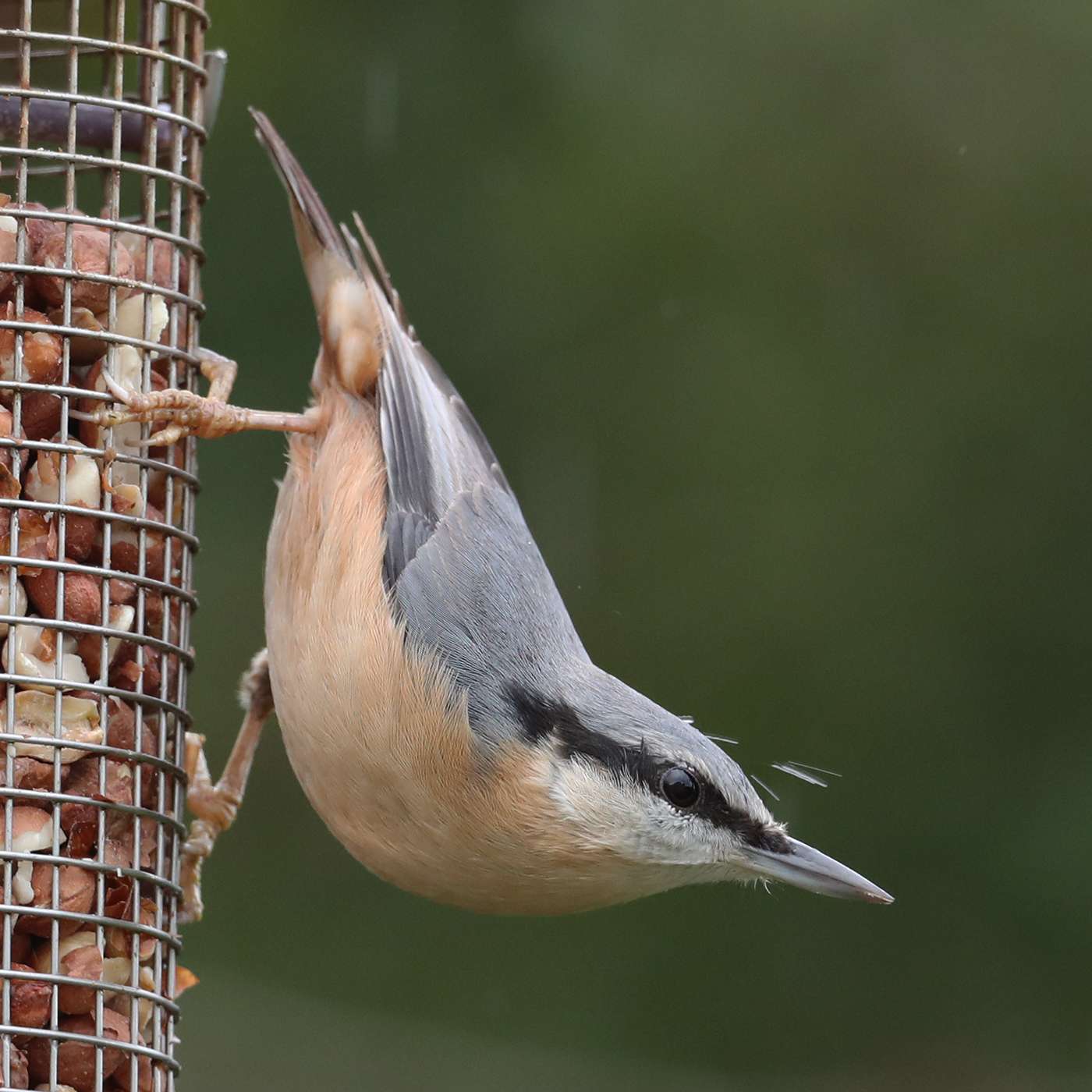 Nuthatch by Steve Hopper at South Brent