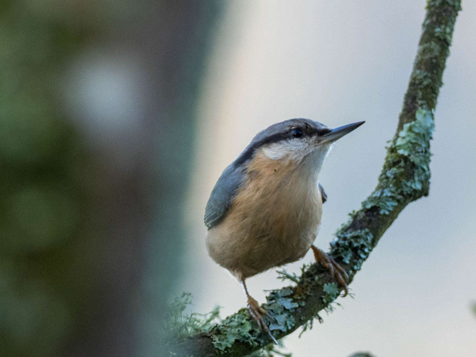Nuthatch by Wayne Emery at Saltram
