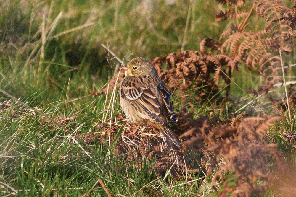 Ortolan Bunting by Tom Bedford at Lundy