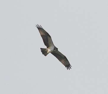 Osprey by Alan Livsey at Warleigh Point / Confluence of Tamar & Tavy