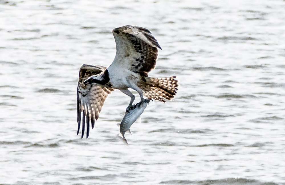 Osprey by Dave Easter at Seaton Whetlands