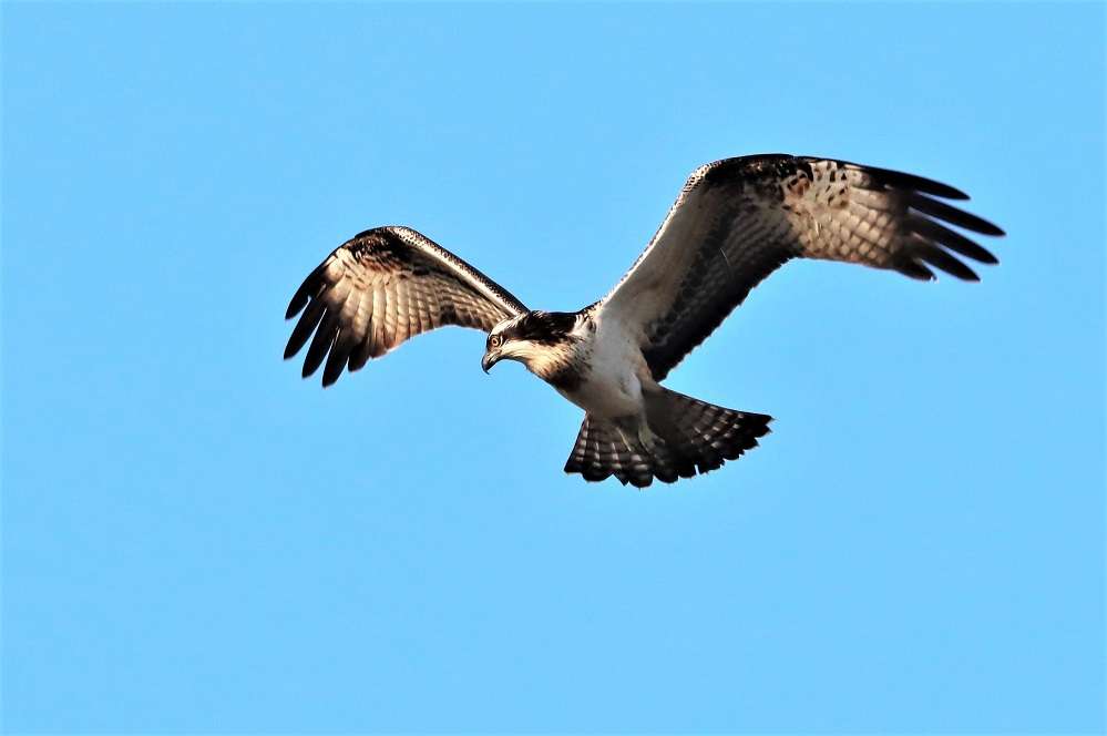 Osprey by David Batten at West Charleton Marsh