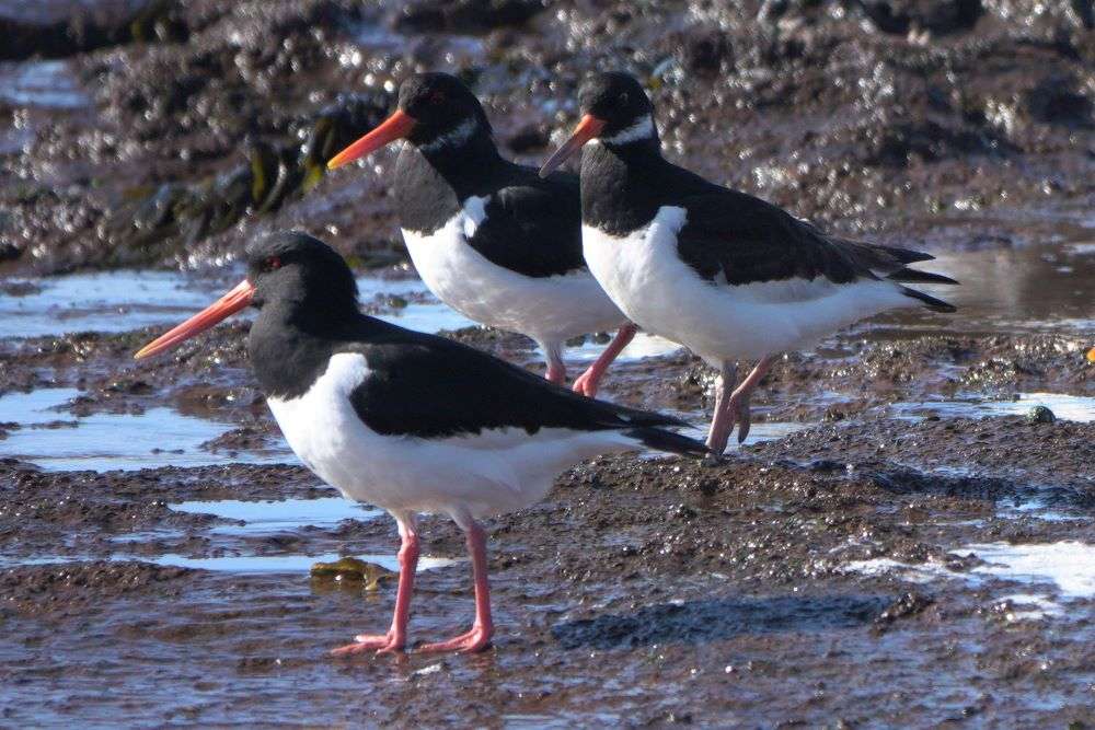 Oystercatcher by John Reeves at Maer Rocks