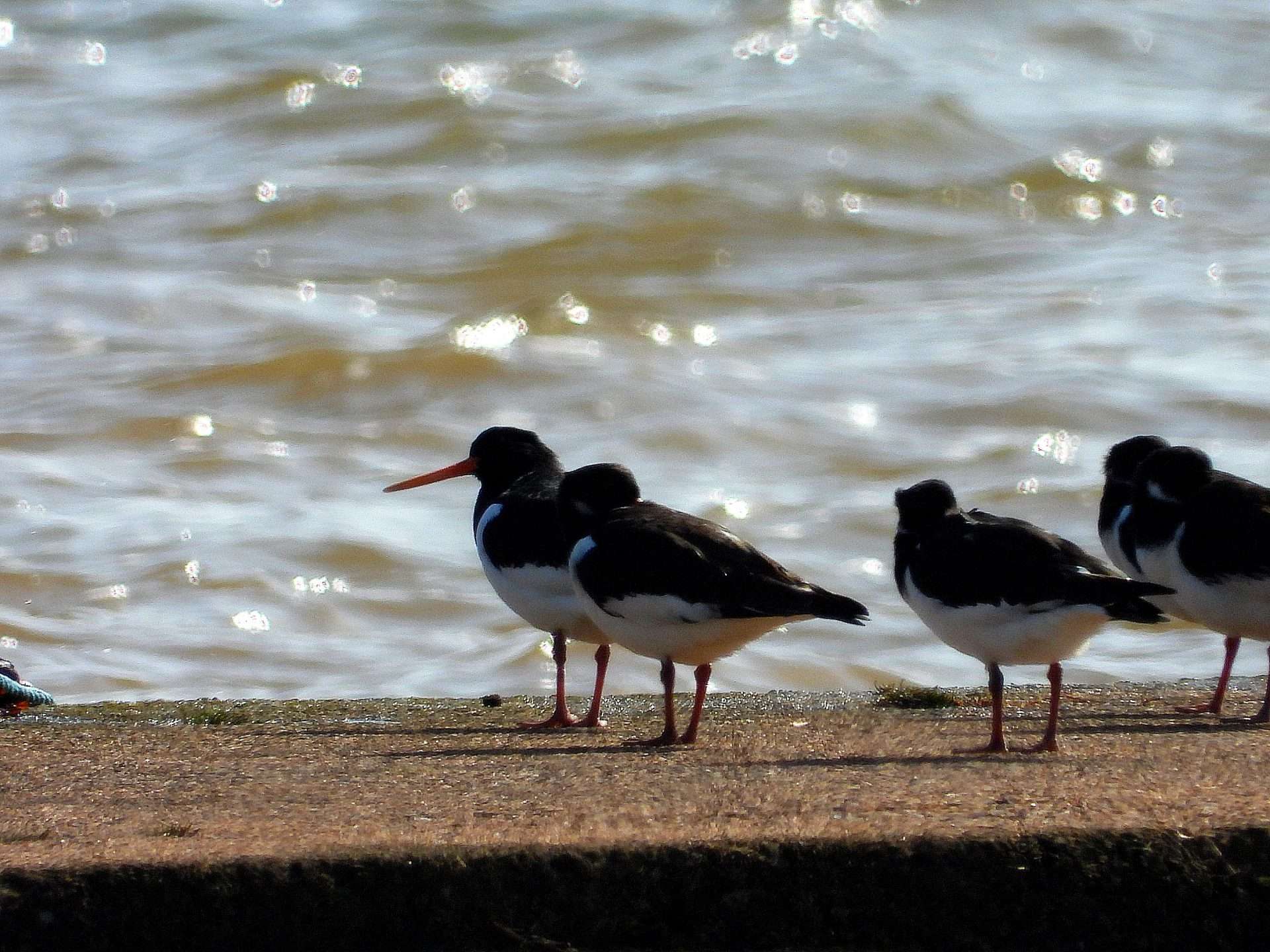 Oystercatcher by Kenneth Bradley at Exminster marshes RSPB
