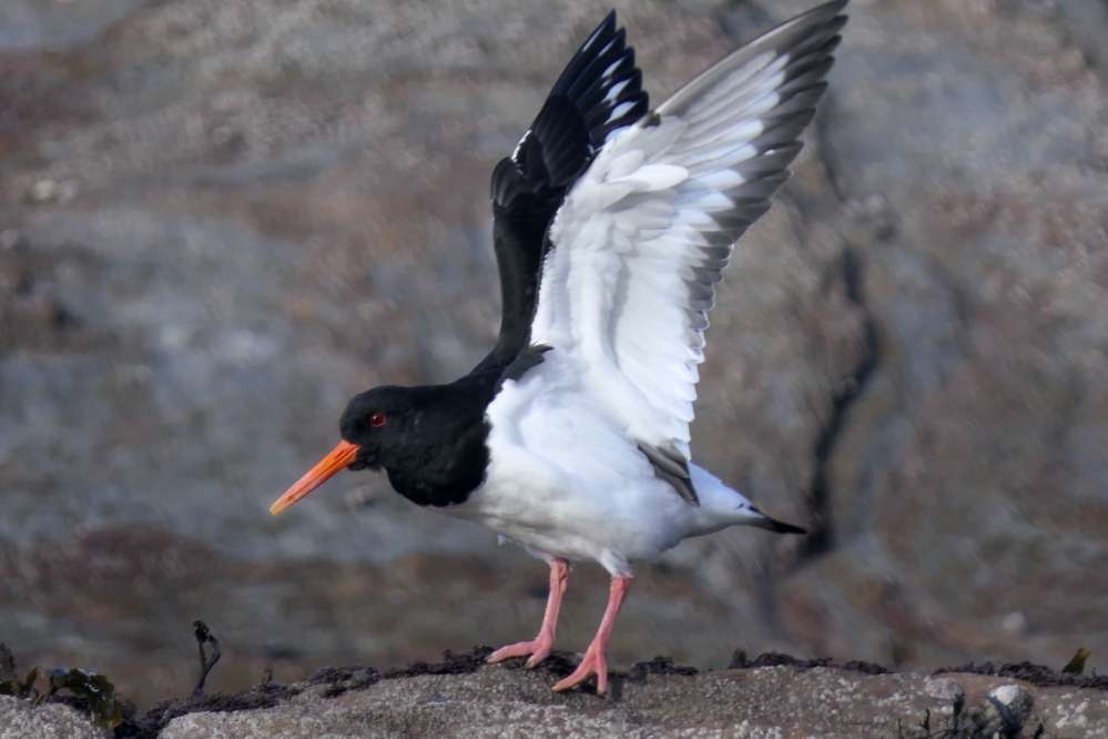 Oystercatcher by Martin Thorne at Ilfracombe